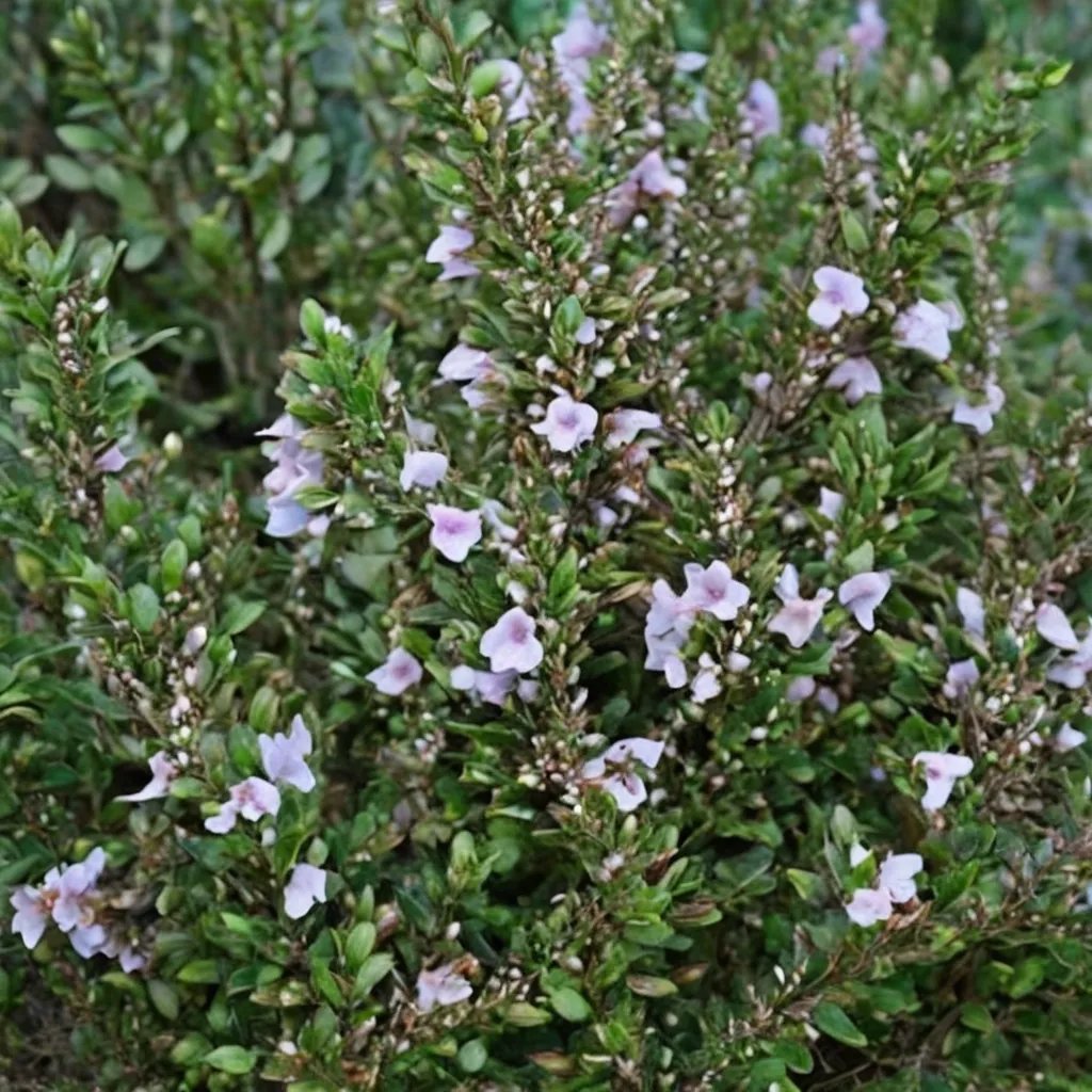 Clinopodium georgianum 'Cleburne'