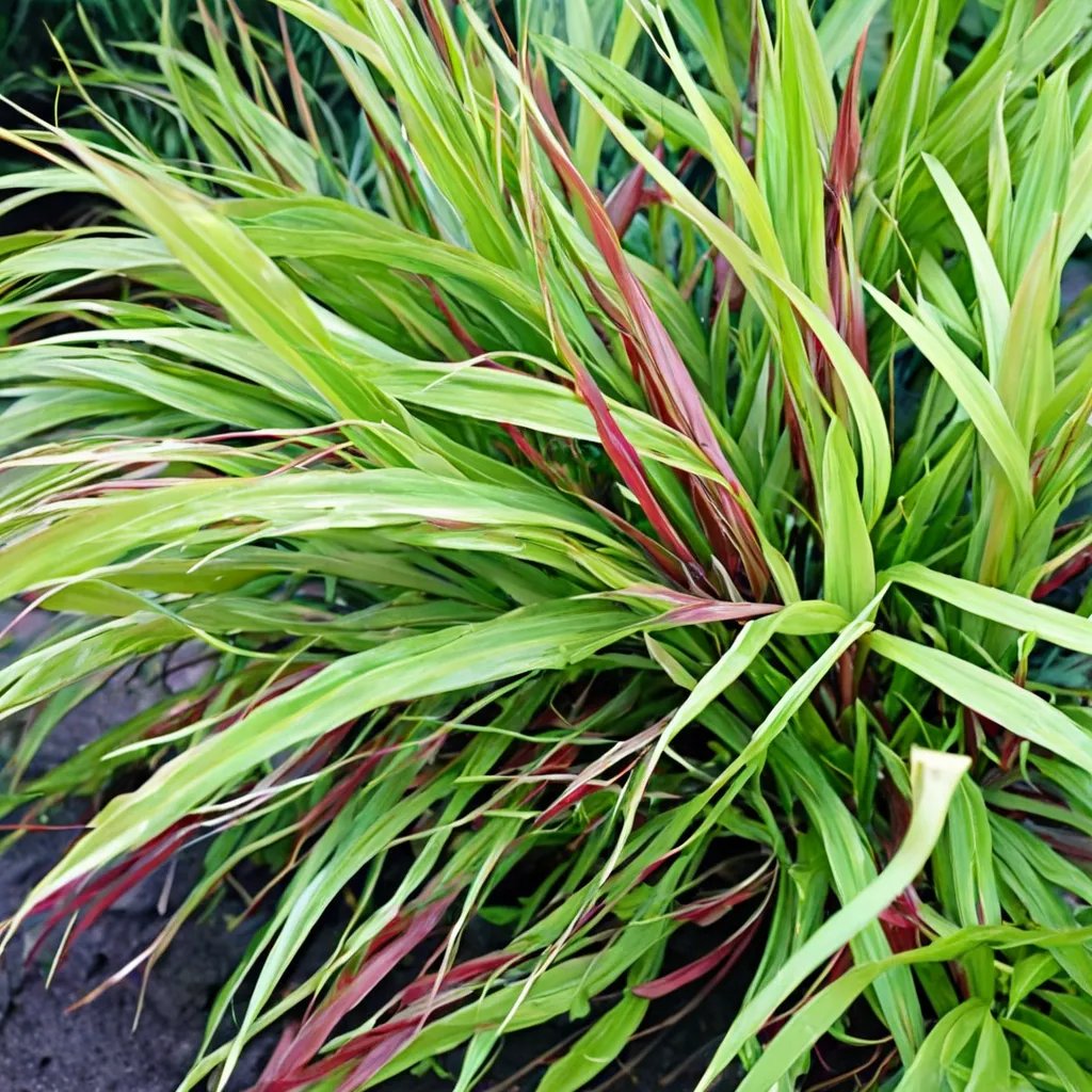 Hakonechloa macra 'Beni Kaze'