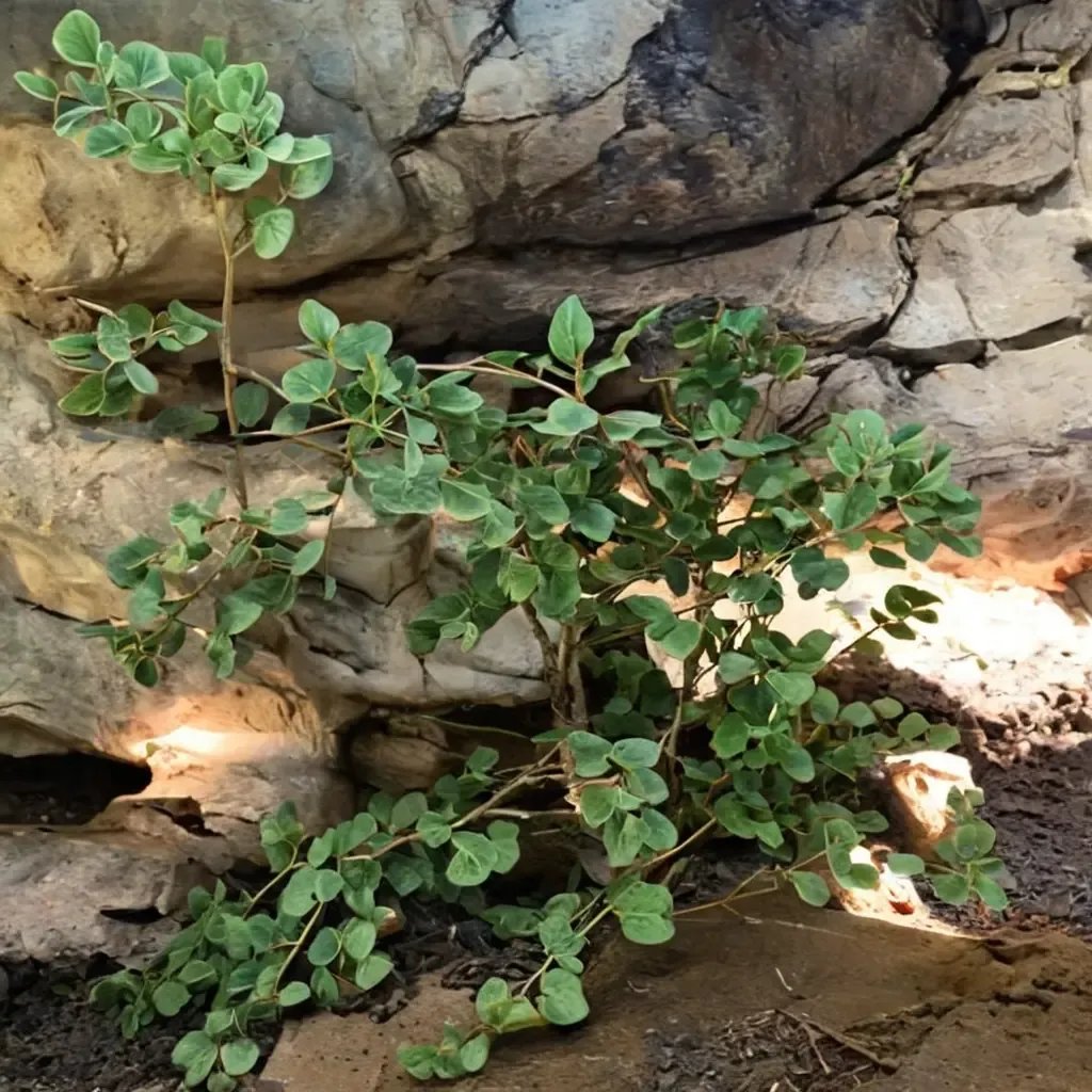 Pellaea ovata 'Longhorn Caverns'