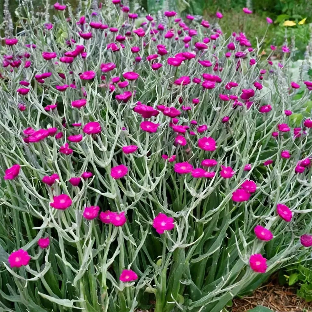 Lychnis atrosanguinea