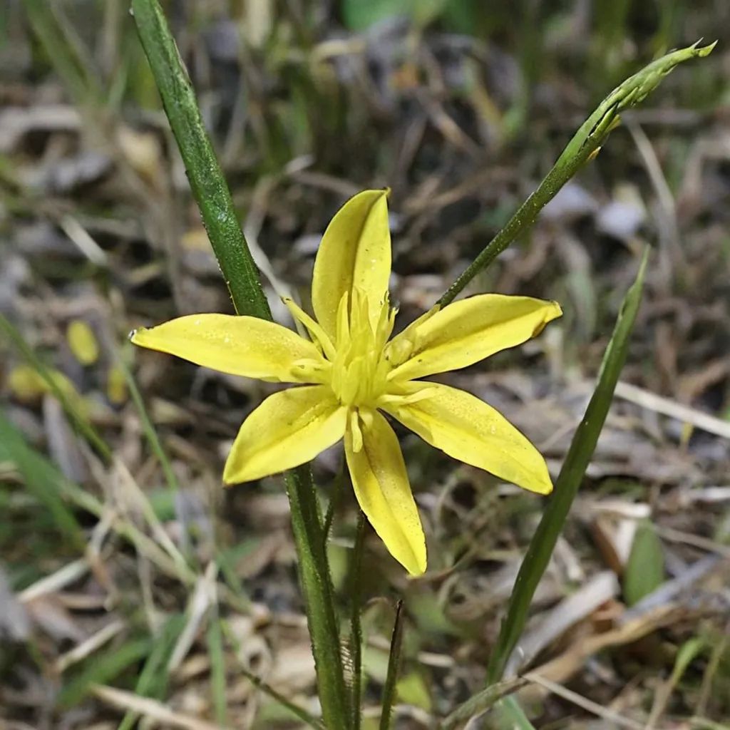 Hypoxis hygrometrica