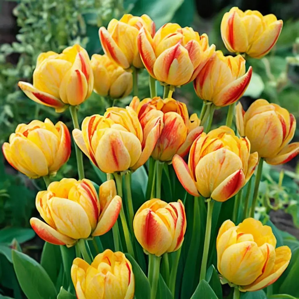 Tulipa tulipae 'Beauty of Apeldoorn'
