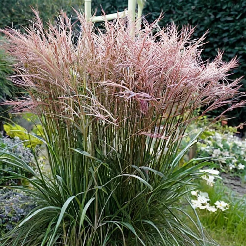 Miscanthus sinensis 'Nippon'
