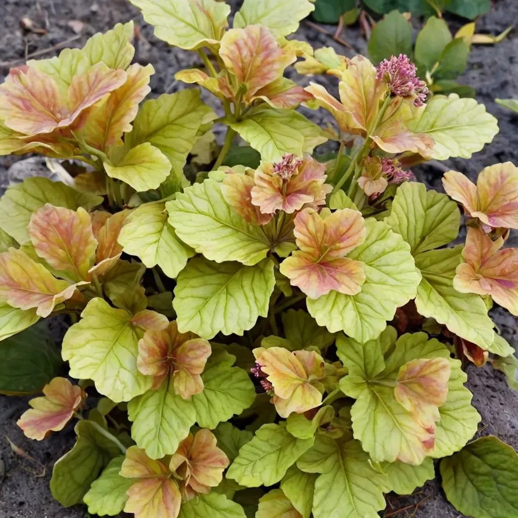 Heuchera x brizoides 'Happy Flames'