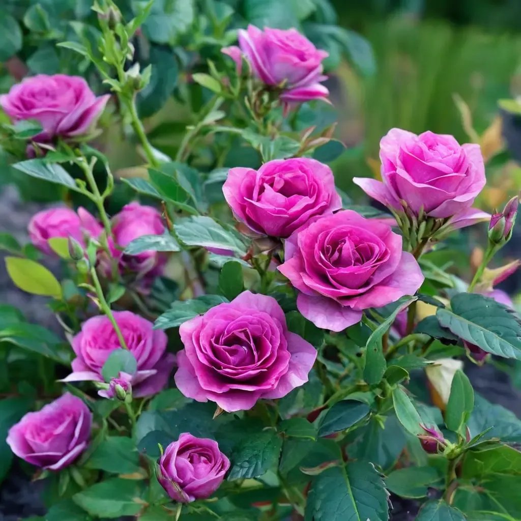 Rosa x hybrida 'Sweet Madame Blue'