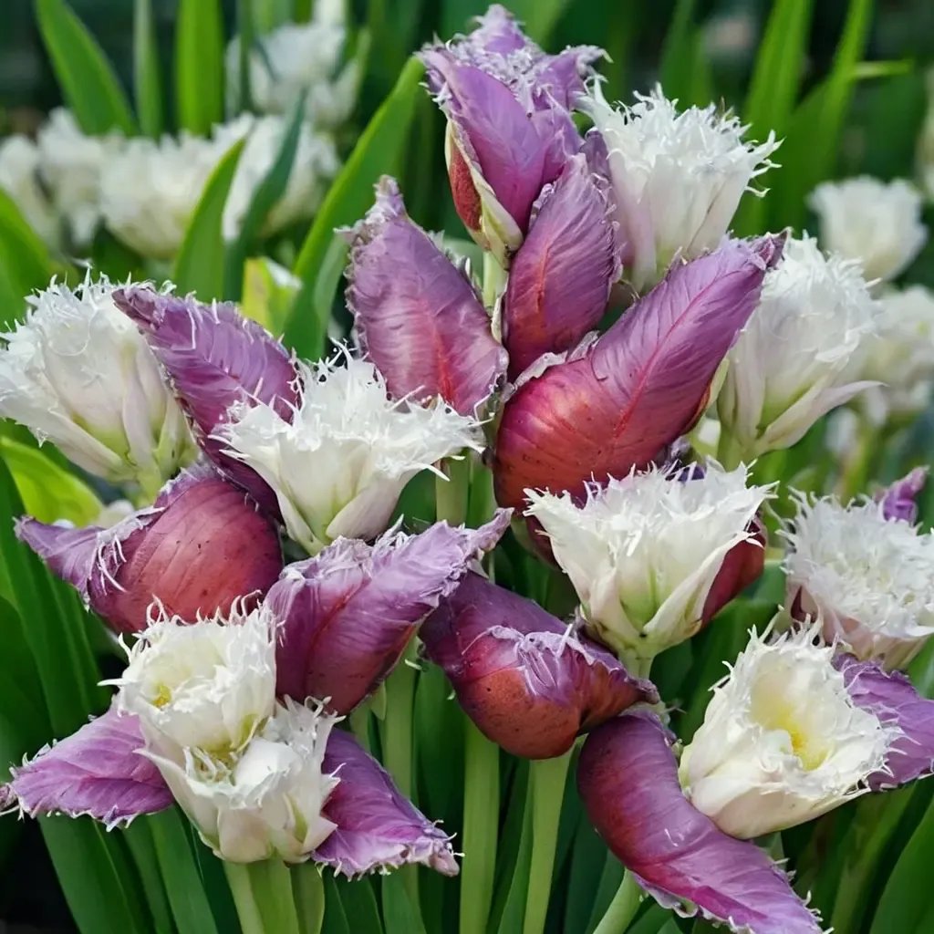 Tulipa x johanneschurchii 'Ice Crystal'