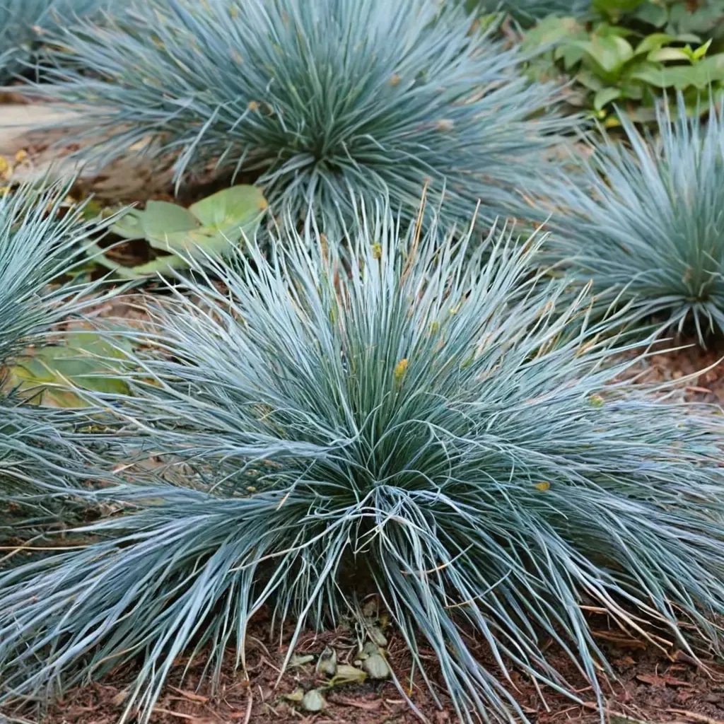 Festuca glauca 'Elijah Blue'