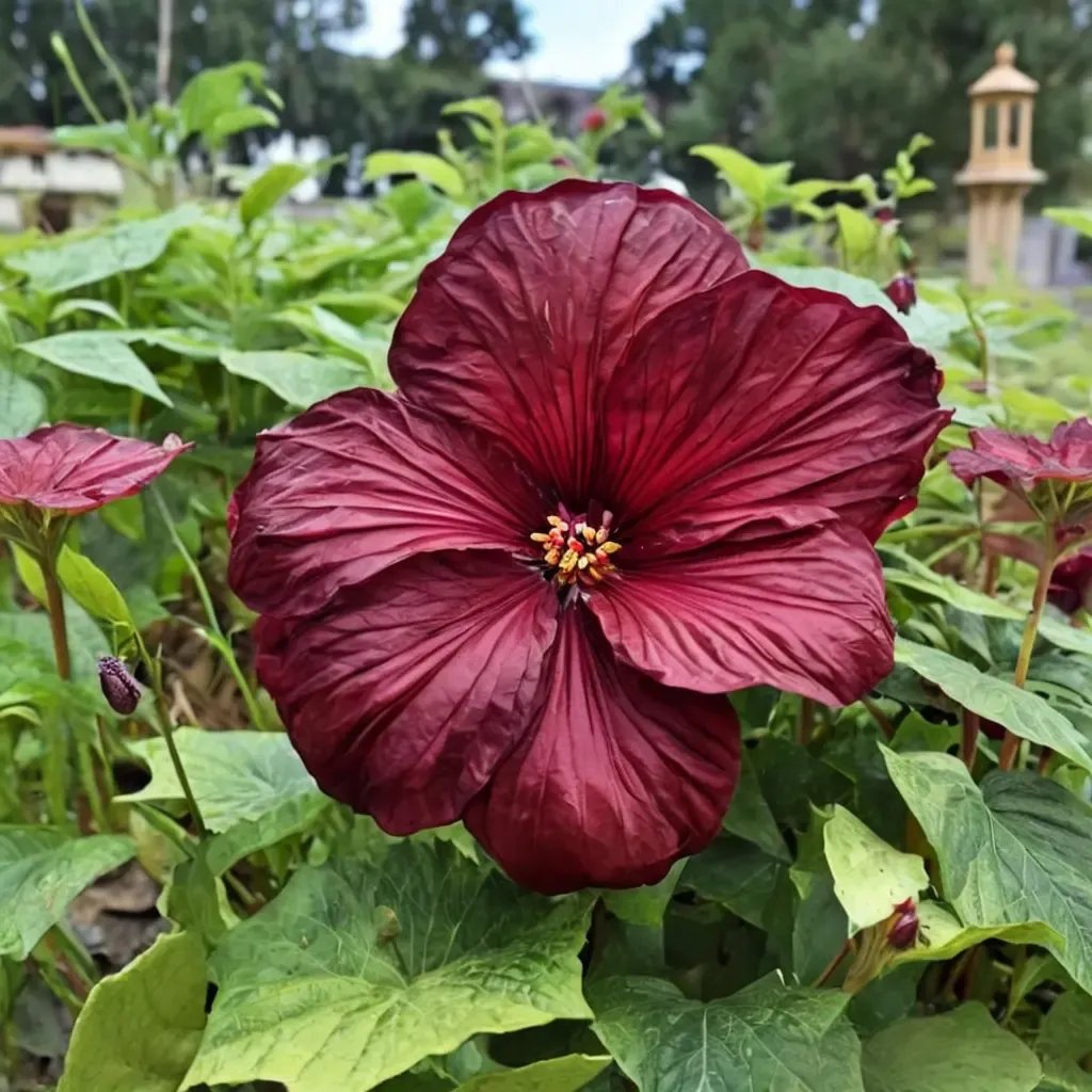 Hibiscus rosa-sinensis 'Vintage Wine'