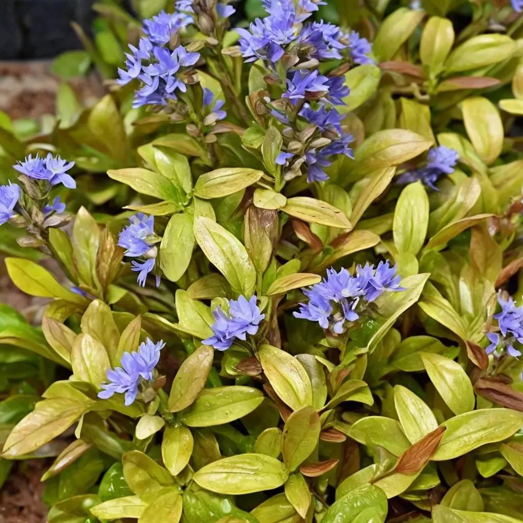 Bugleweed
