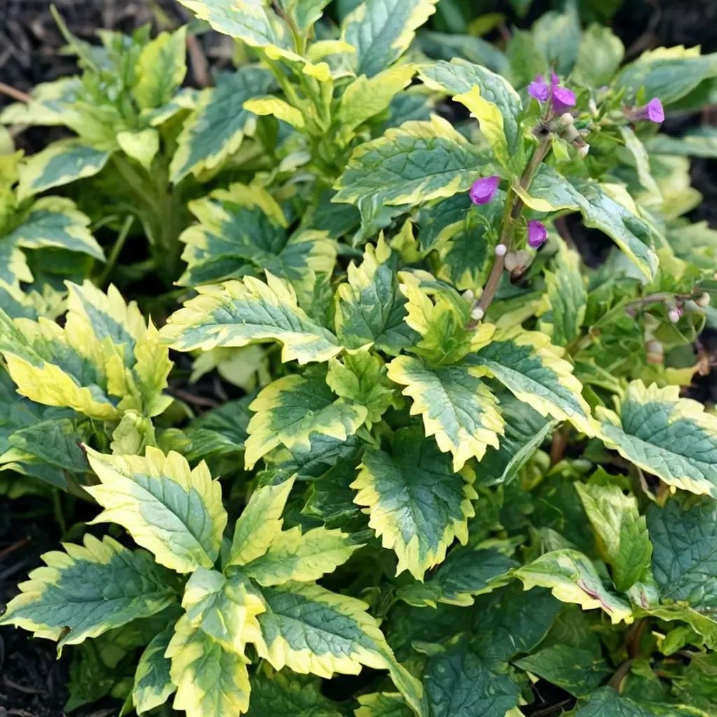 Lamium maculatum 'Golden Anniversary'