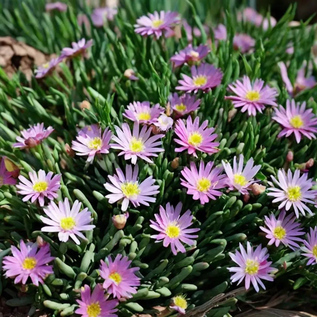 Delosperma jasminoides 'Jewel of Desert Rosequartz'