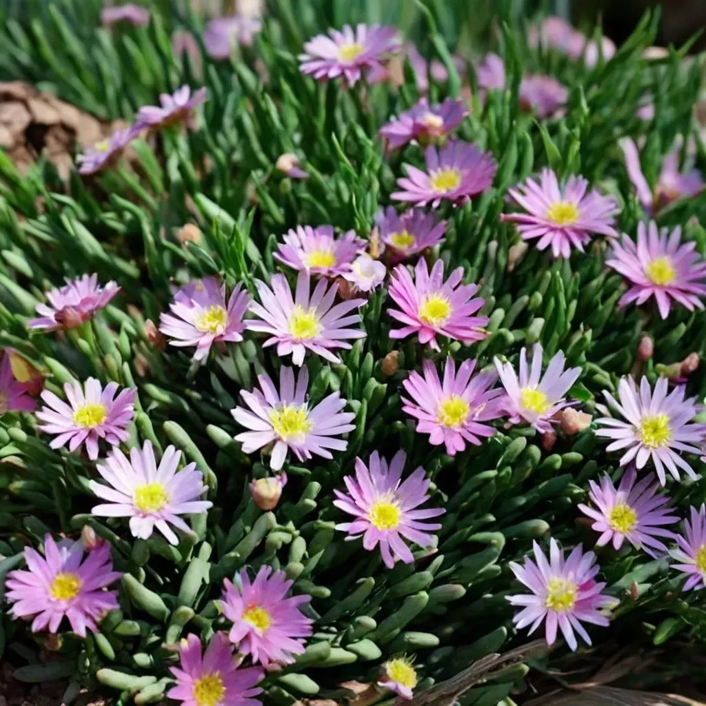 Delosperma jasminoides 'Jewel of Desert Rosequartz'