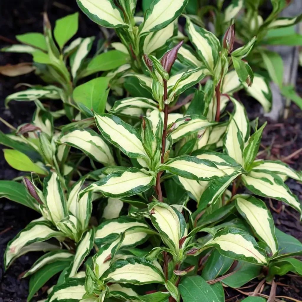 Tricyrtis hirta 'White Waves'