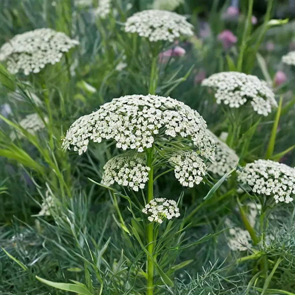 Ammi visnaga