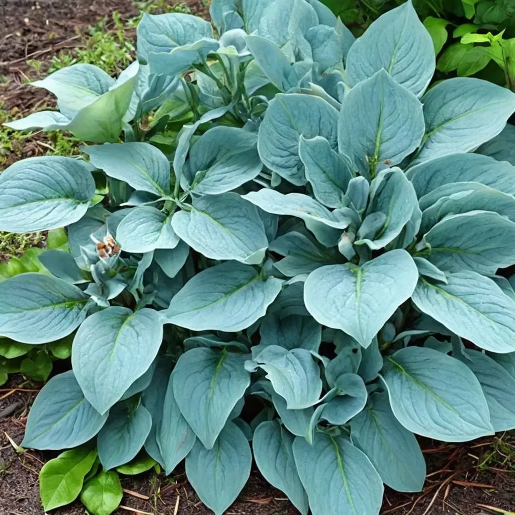 Hosta x hybrida 'Powder Blue'