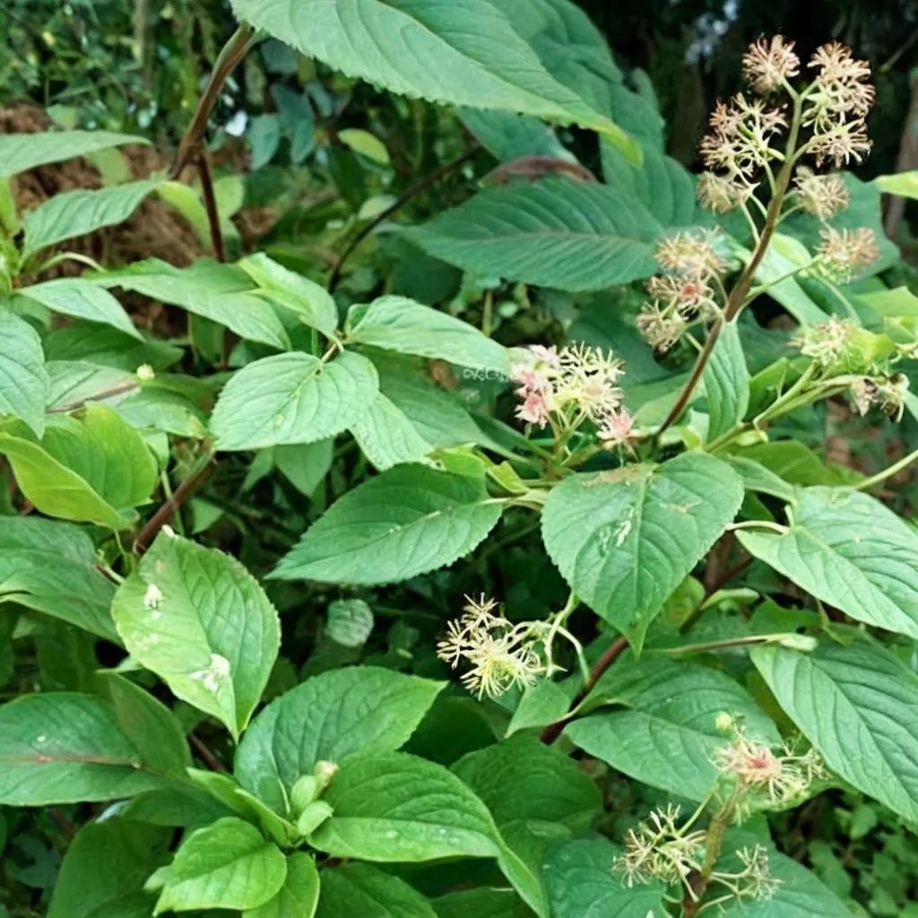 Aralia cachemirica