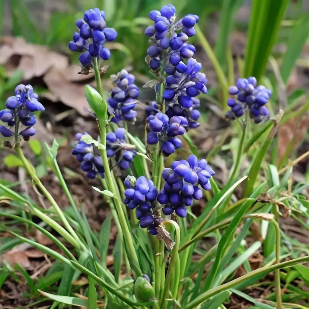 Grape Hyacinth