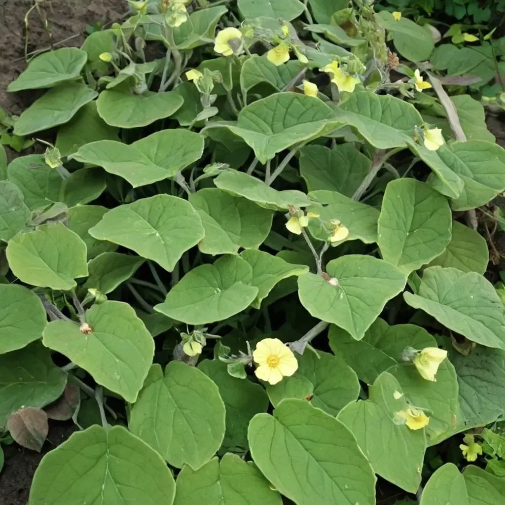 Saruma henryi