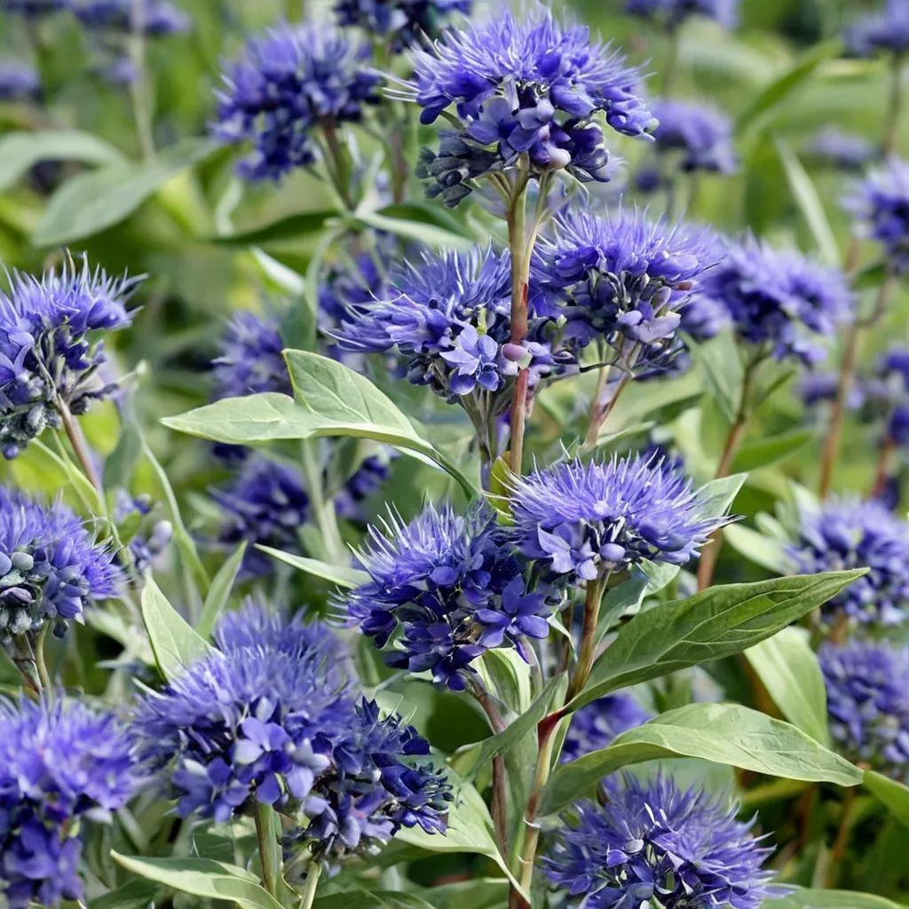 Caryopteris x clandonensis 'Dark Knight'