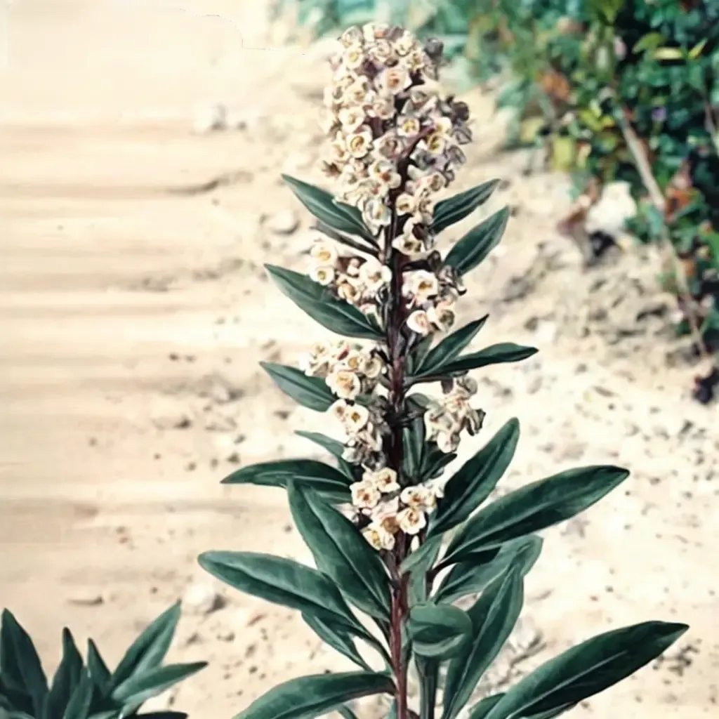Eris x chrysanthemifolia