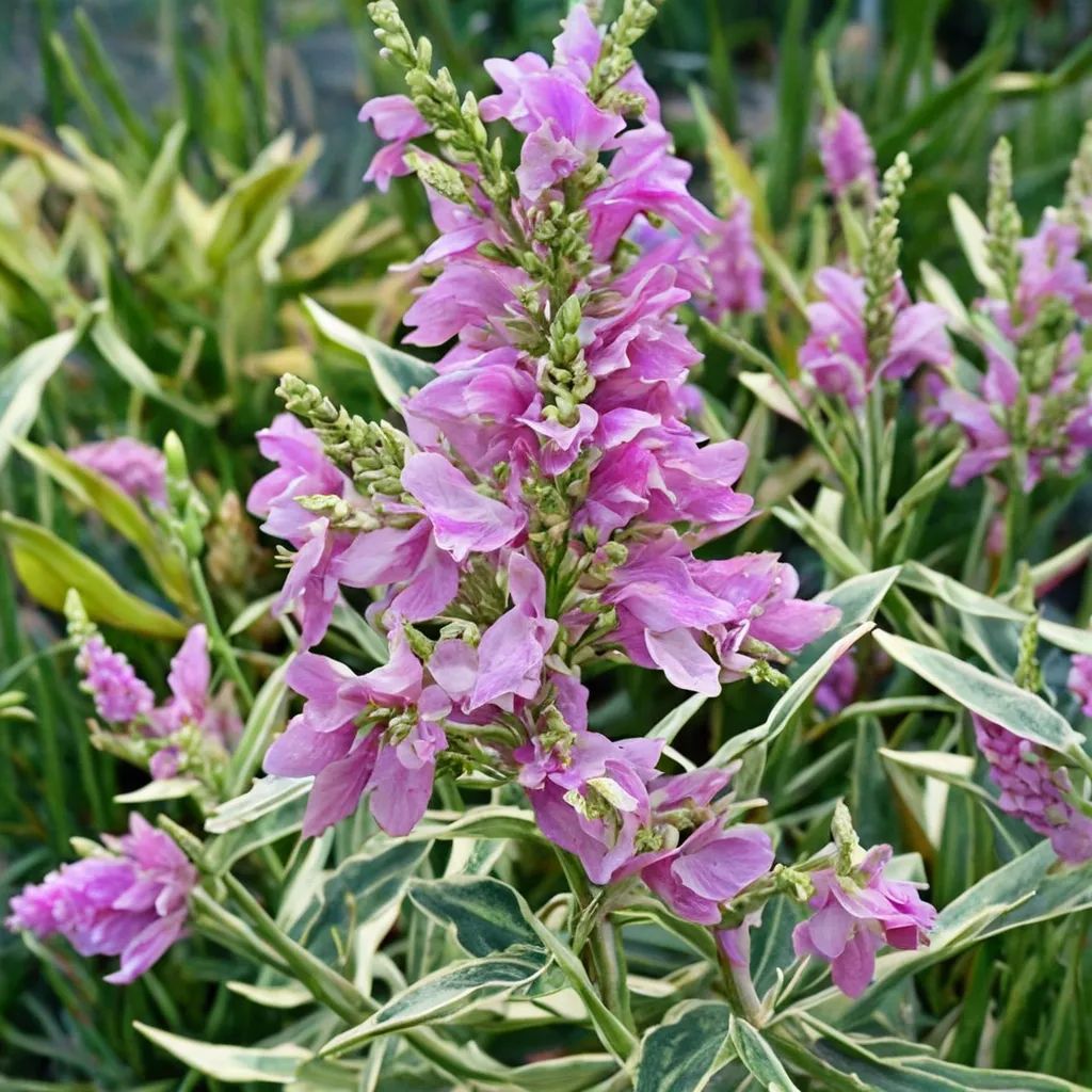 Physostegia virginiana 'Variegata'