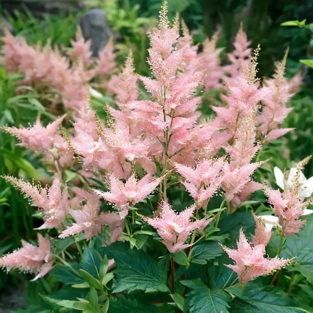 Astilbe astilbe 'Europa'