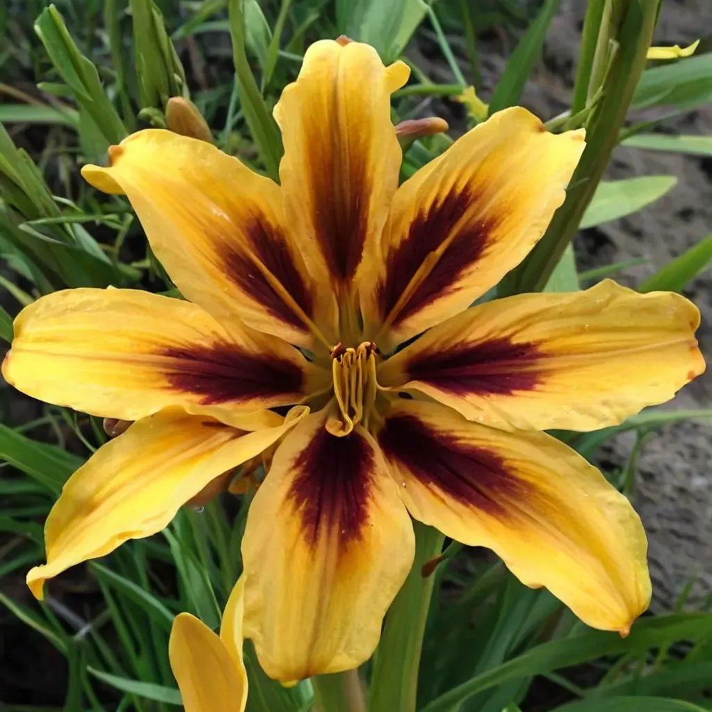Hemerocallis fulva 'Bonanza'