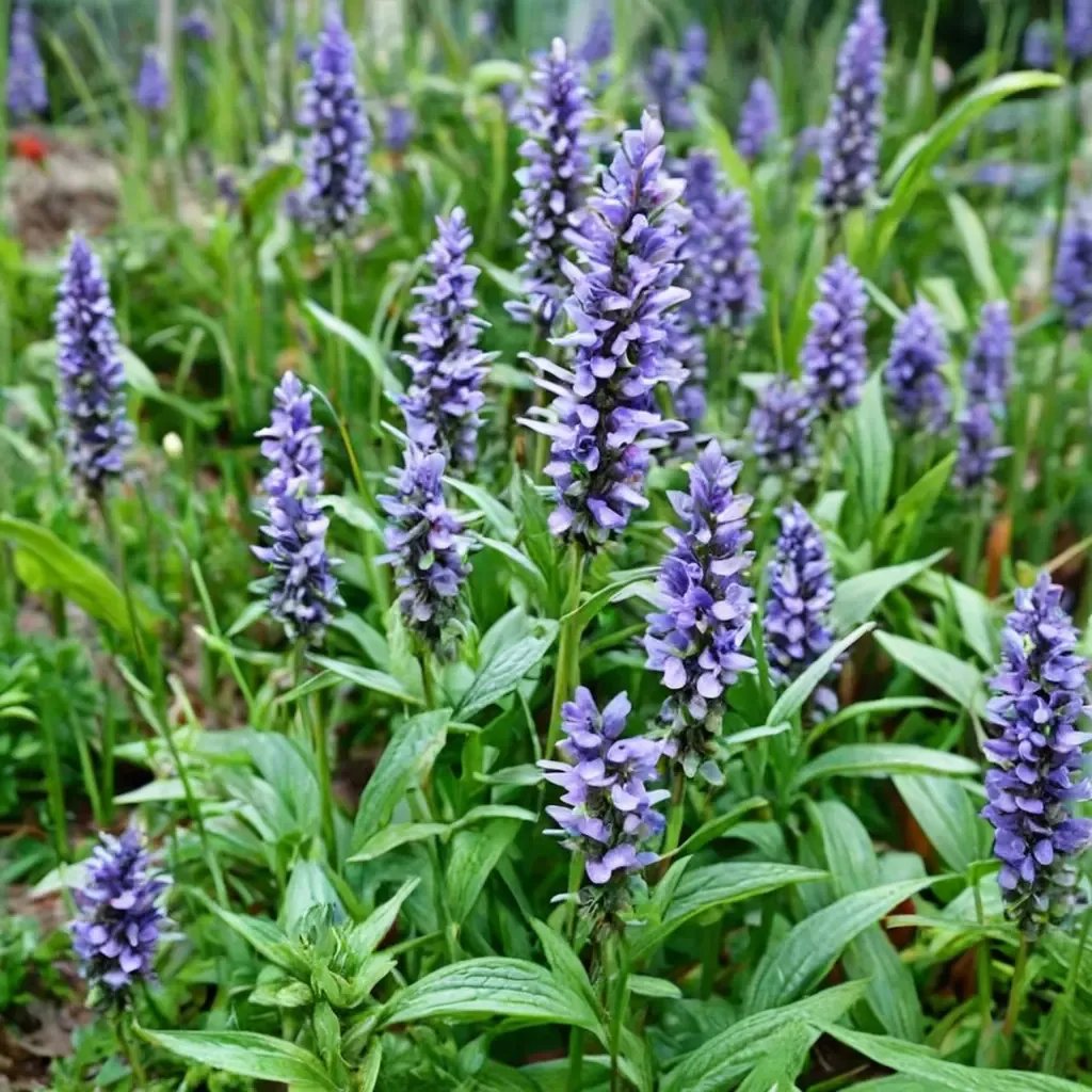 Nepeta nervosa