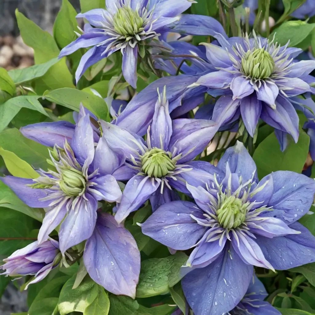 Clematis viticella 'Blue Light'