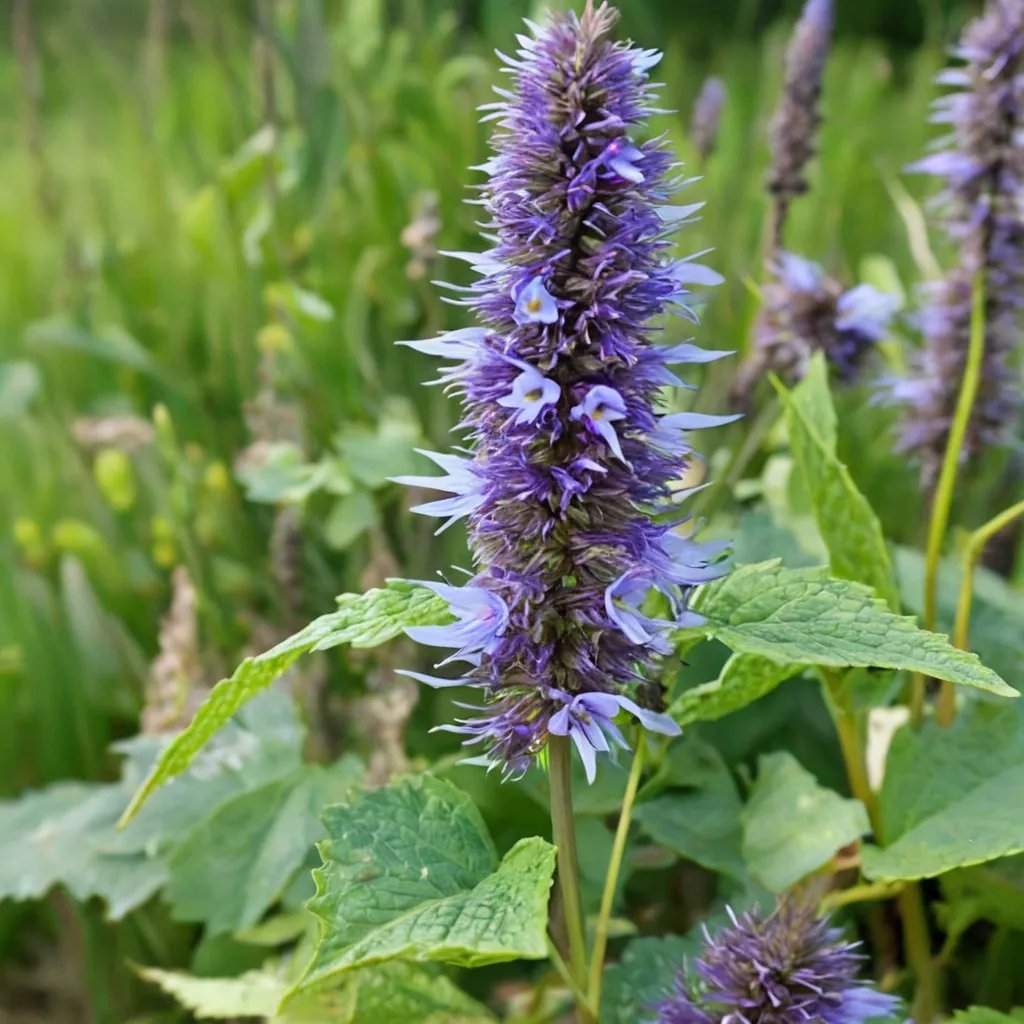 Agastache anisata