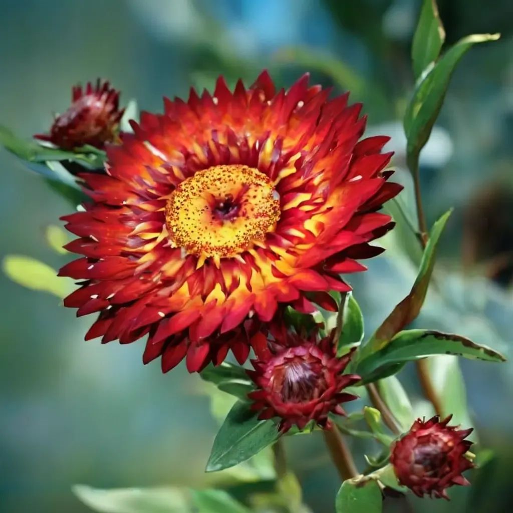 Helichrysum bracteatum 'Monster Fireball Red'