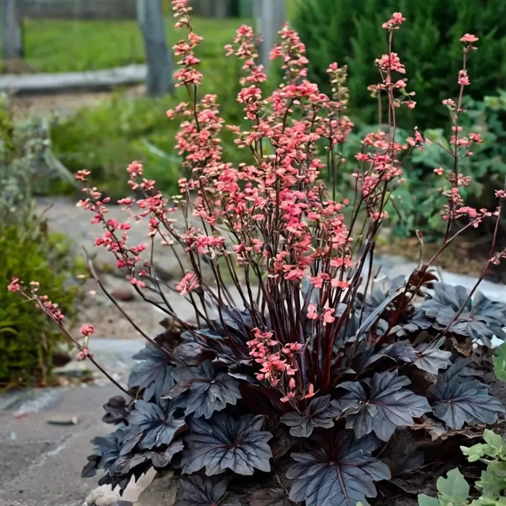 Heuchera villosa 'Timeless Night'