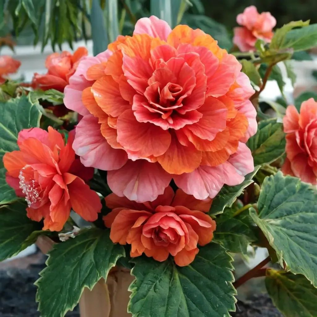 Begonia x tuberhybrida 'Hardy Begonia'