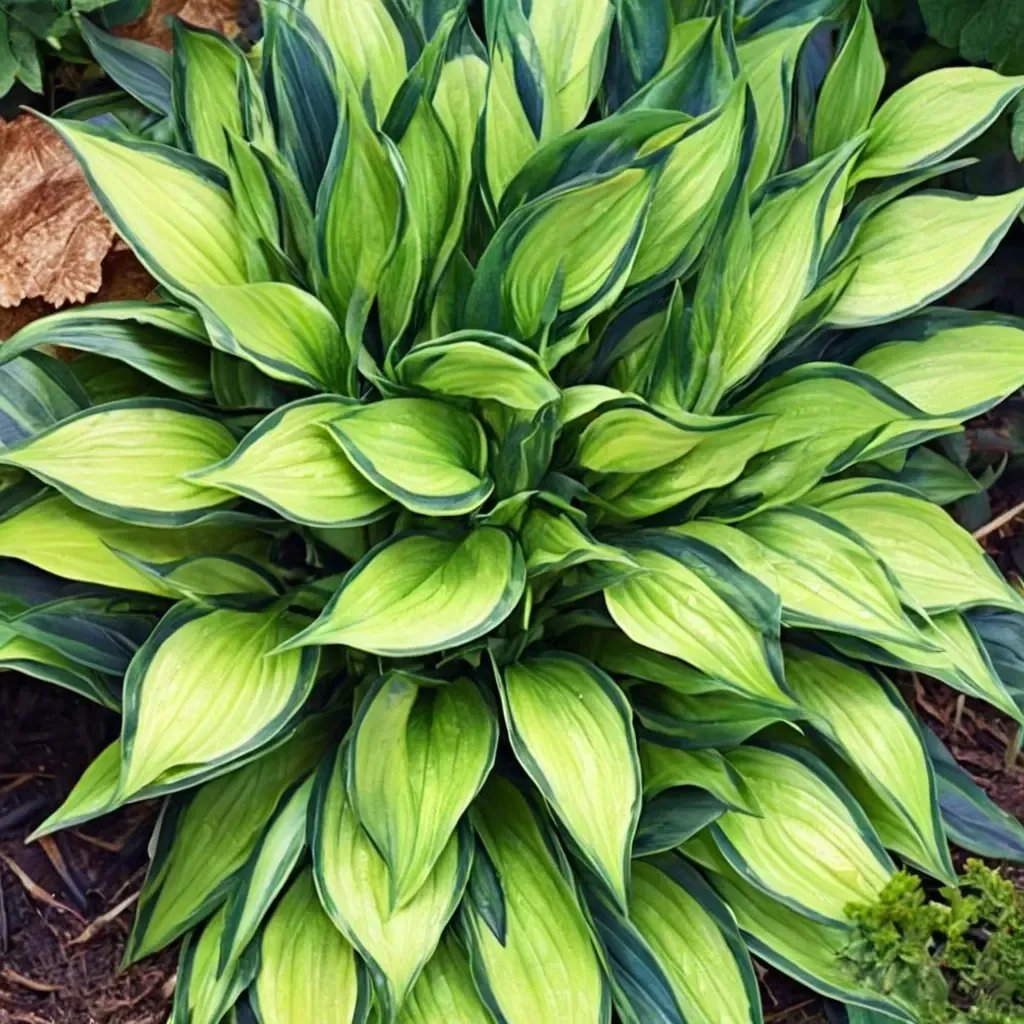 Hosta plantaginea 'June Spirit'