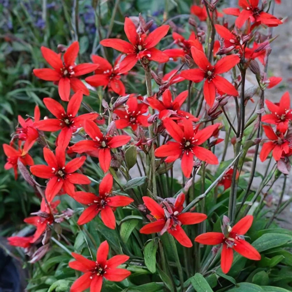 Silene virginica 'Jackson Valentine'