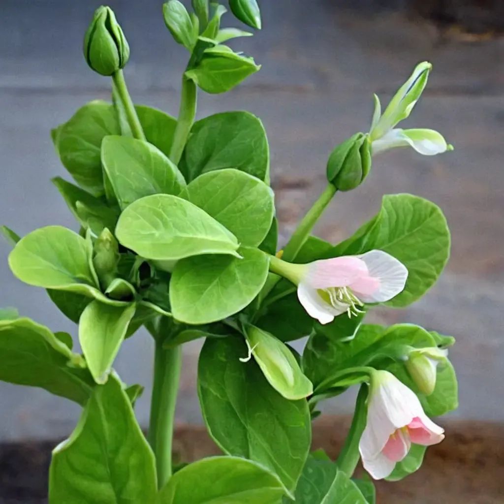 Pisum sativum 'Carouby de Mousanne'