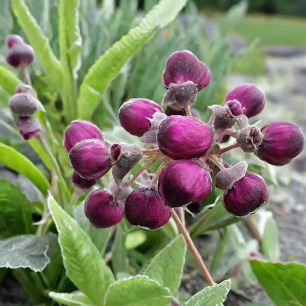 Calceolaria arachnoidea