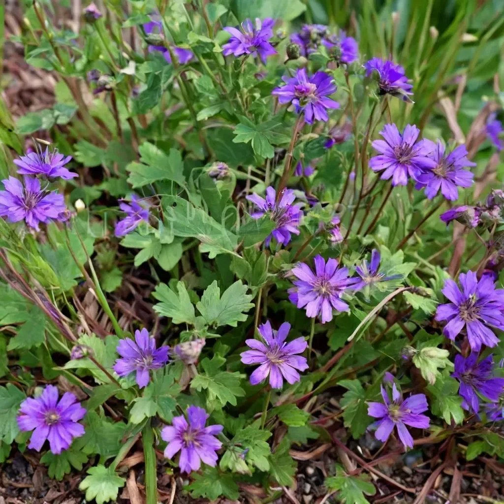 Geranium pyrenaicum 'Bill Wallis'