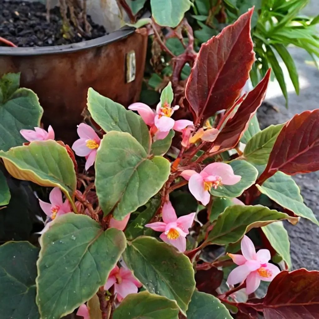 Begonia semperflorens 'Gene Daniels'