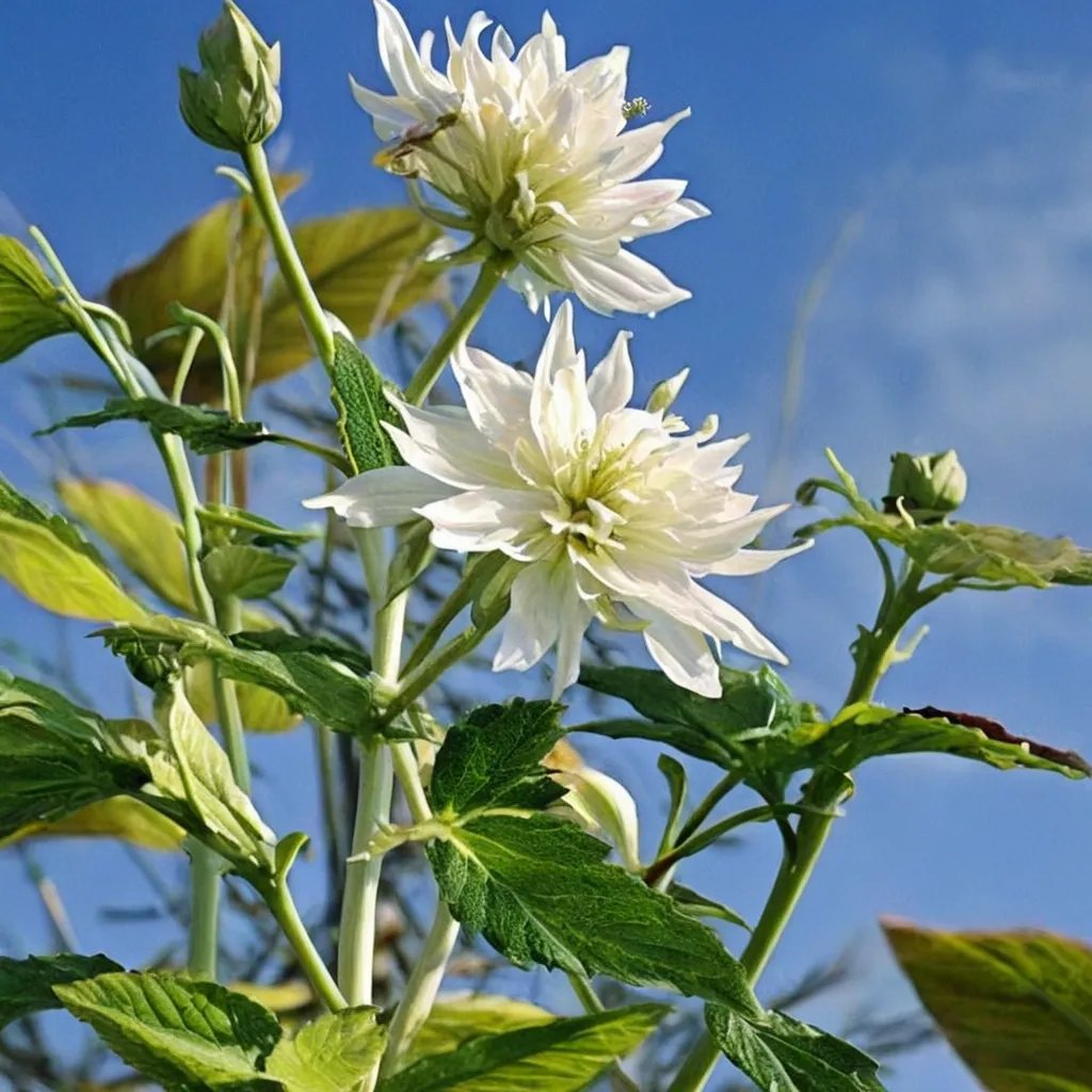 Dahlia imperialis 'California Angel'