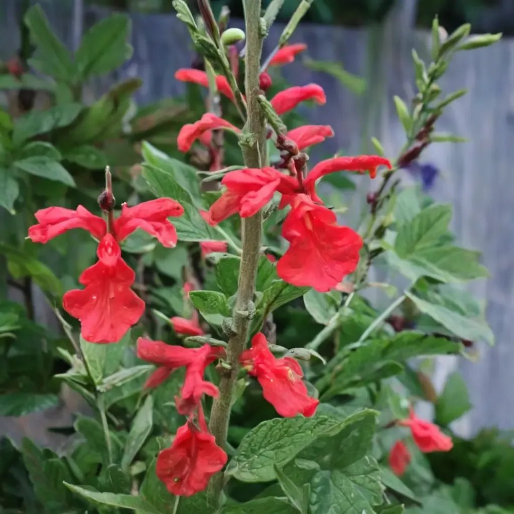 Salvia x superba 'Silkes Dream'