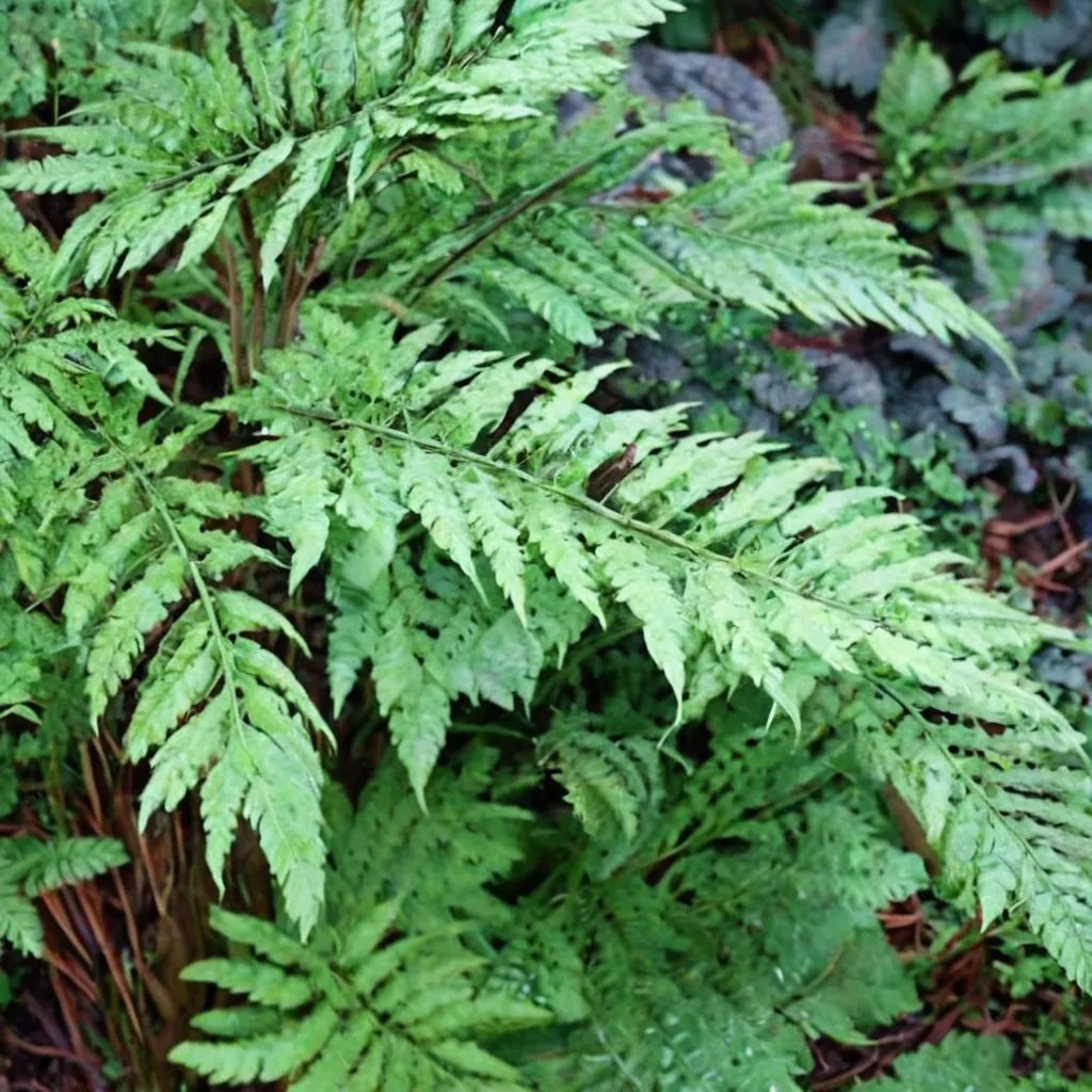 Dryopteris dilatata 'Grandiceps'