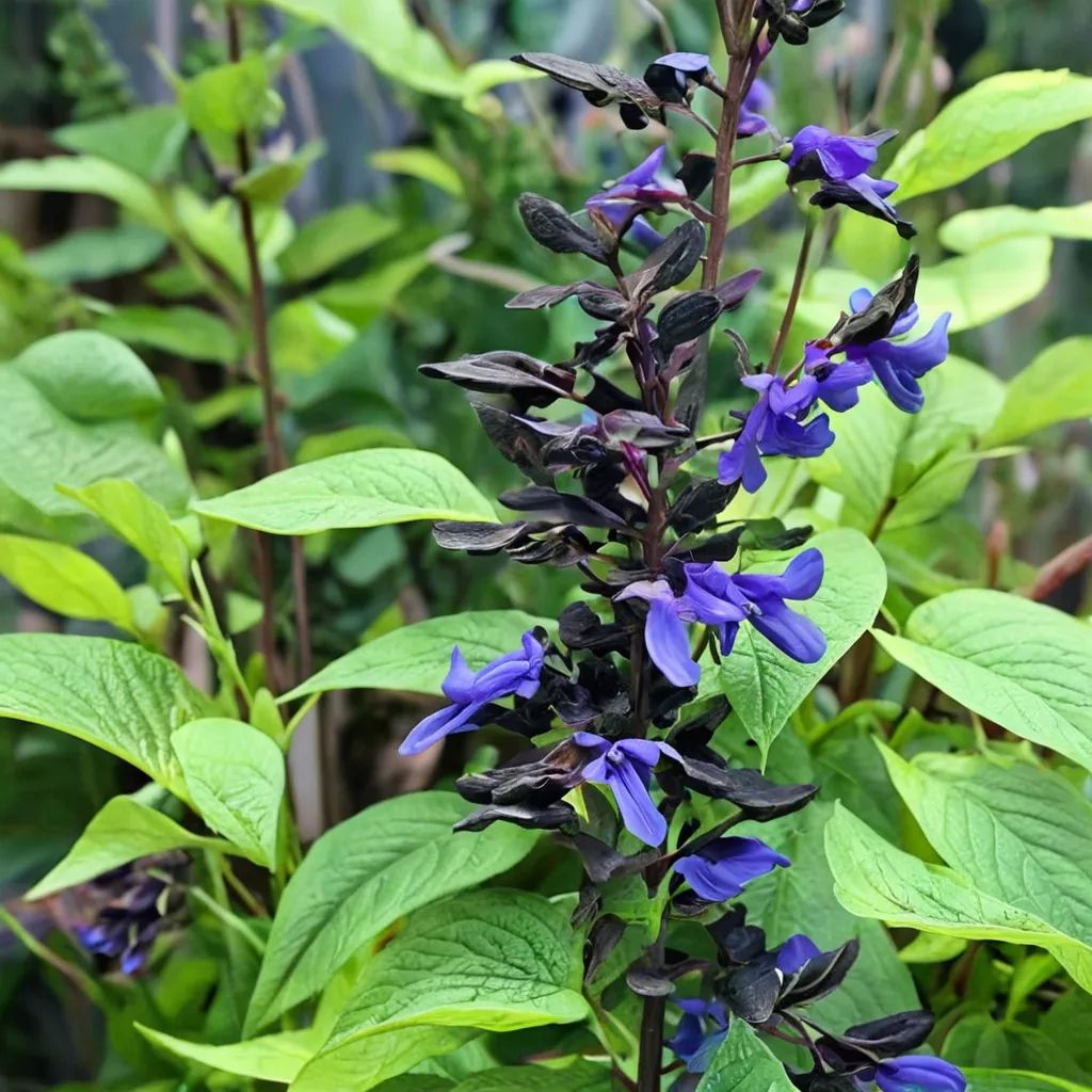 Salvia guaranitica
