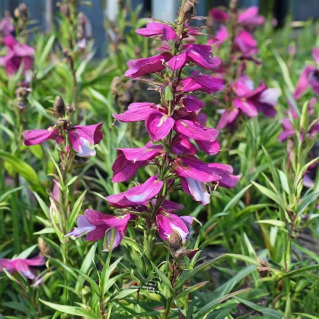 Penstemon gloxinioides 'Fruit Punch'