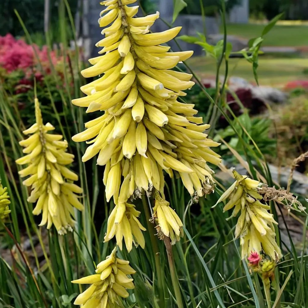Kniphofia uvaria 'Lemon Popsicle'