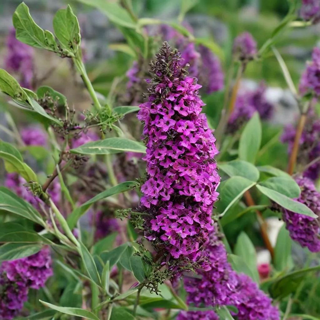 Buddleia davidii 'Purple Prince'