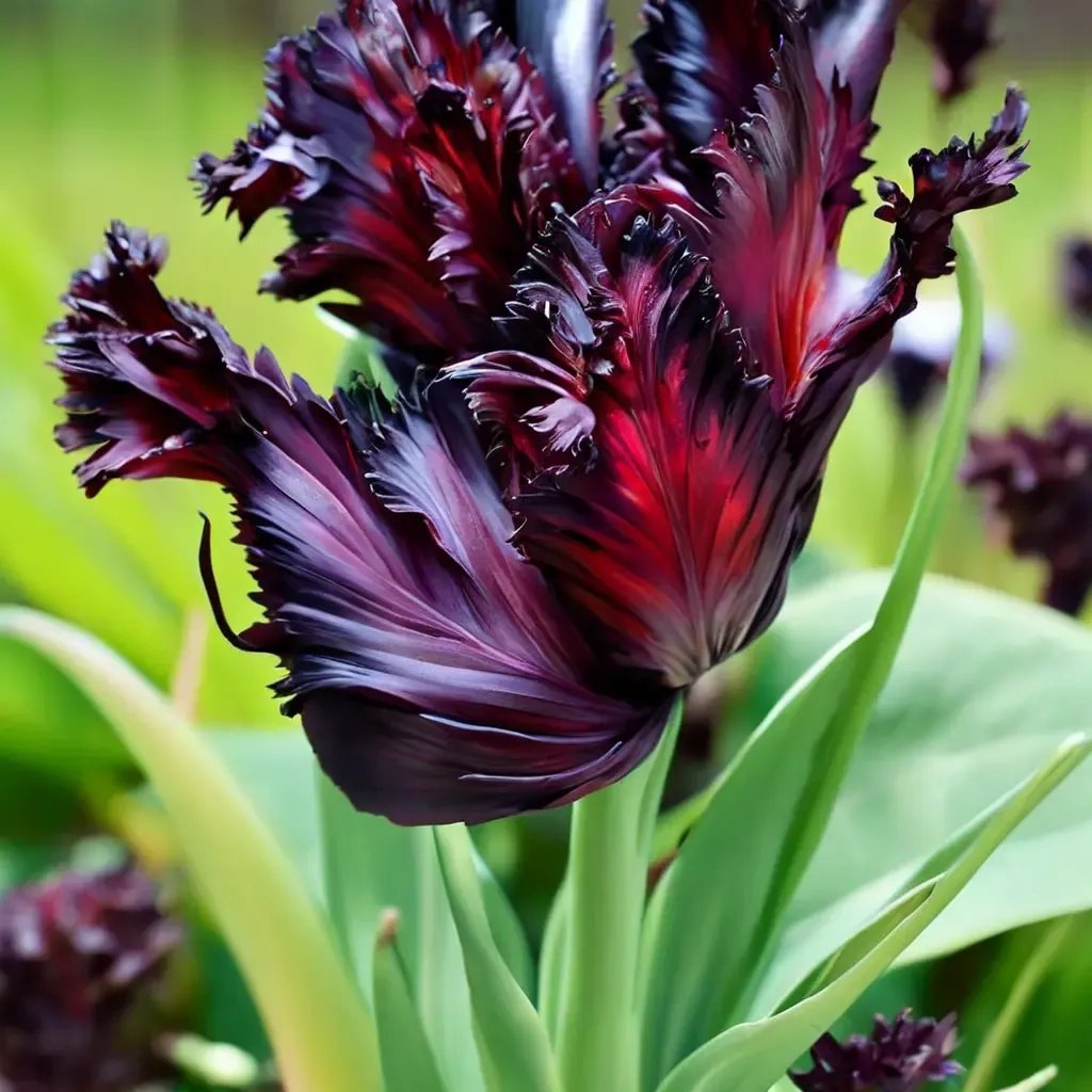 Tulipa gesneriana 'Black Parrot'