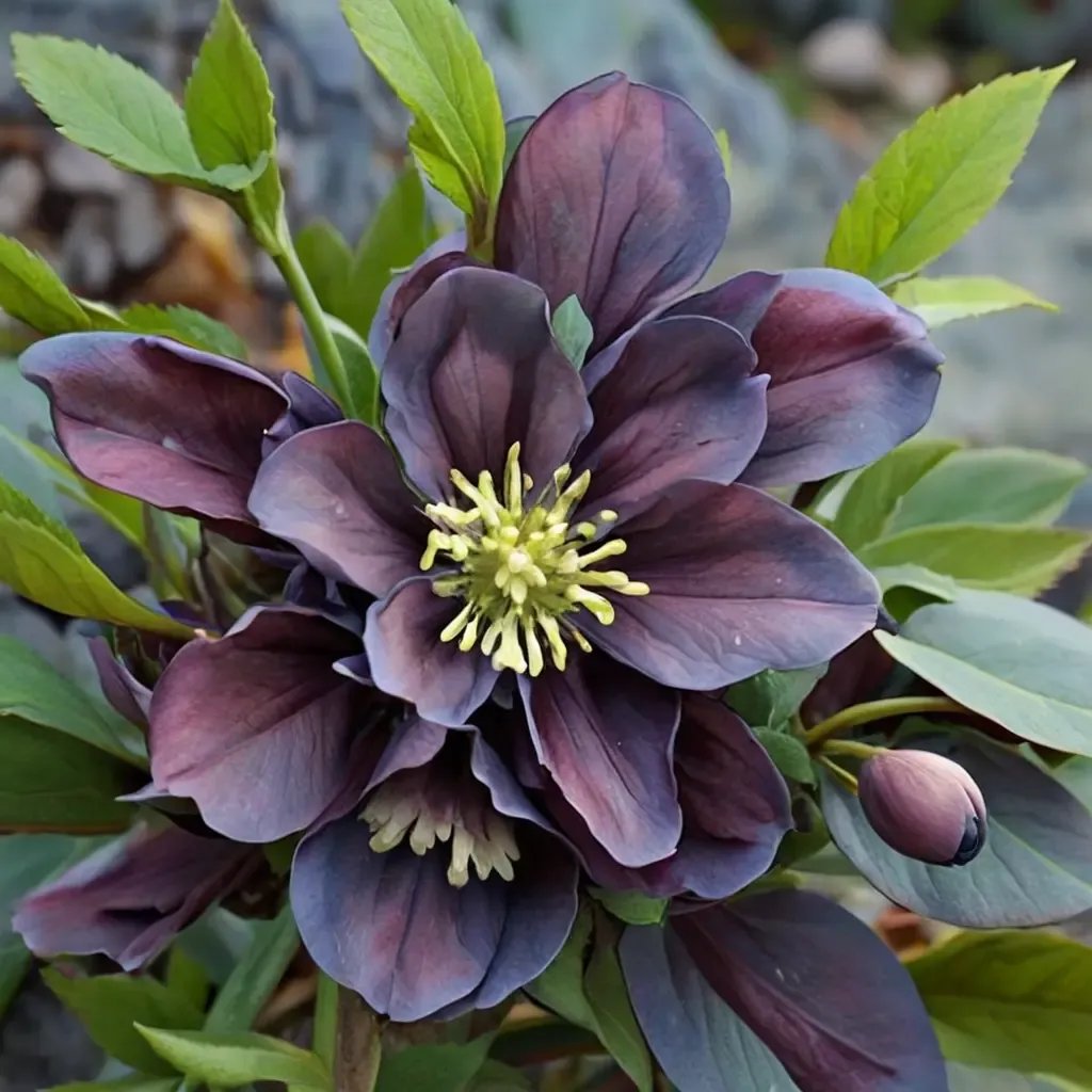 Helleborus orientalis 'Dashing Groomsmen'