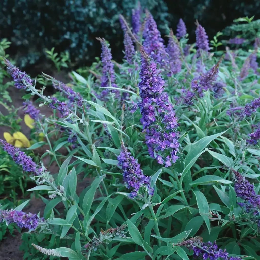 Buddleja davidii 'Ellens Blue'