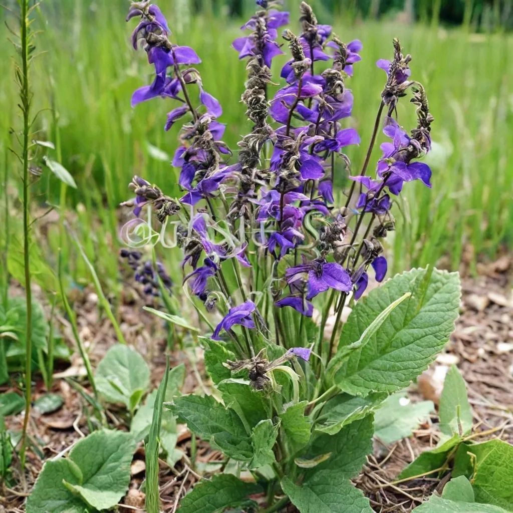 Salvia pratensis